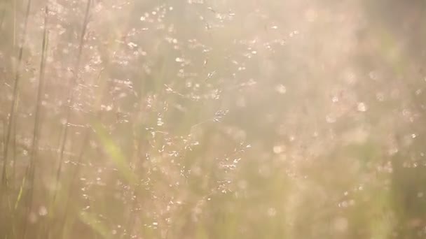 Herbe Contre Jour Avec Fond Nature Bokeh Paysage Coucher Soleil — Video