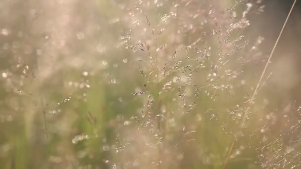 Gras Achtergrondverlichting Met Natuur Bokeh Achtergrond Van Wazige Zonsondergang Landschap — Stockvideo