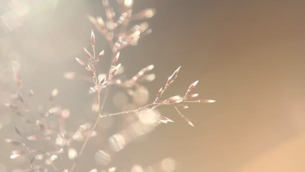 Erba Retroilluminazione Con Natura Bokeh Sfondo Paesaggio Tramonto Sfocato Particelle — Video Stock