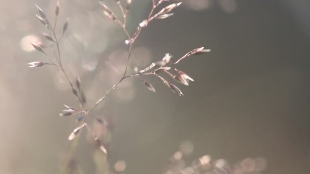 Grass Háttérvilágítással Természet Bokeh Háttere Elmosódott Naplemente Táj Koncentrált Kerek — Stock videók