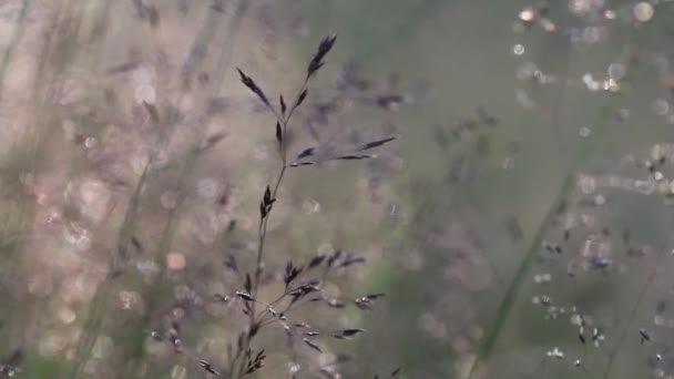 Grass Háttérvilágítással Természet Bokeh Háttere Elmosódott Naplemente Táj Koncentrált Kerek — Stock videók