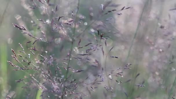 Gras Achtergrondverlichting Met Natuur Bokeh Achtergrond Van Wazige Zonsondergang Landschap — Stockvideo