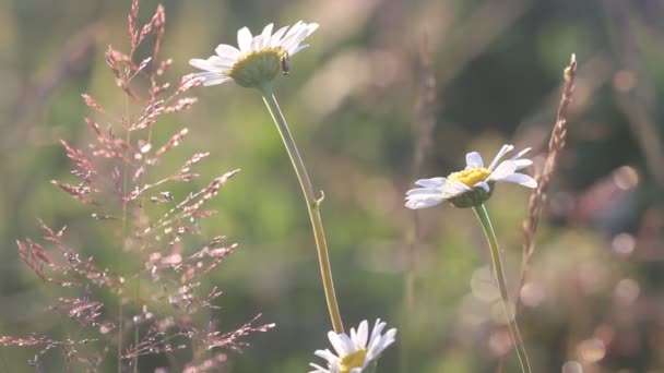 Gräs Bakgrundsbelysning Med Naturen Bokeh Bakgrund Suddiga Solnedgång Landskap Och — Stockvideo