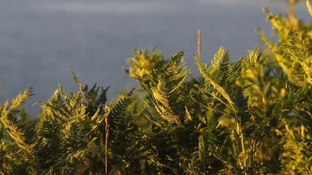 天然シダの葉 シダの葉のパターン 葉シダと緑の葉 — ストック動画