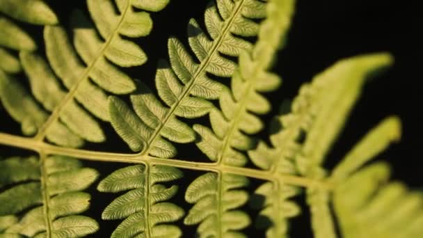 Feuille Fougère Naturelle Motif Feuille Fougère Feuillage Vert Avec Feuilles — Video