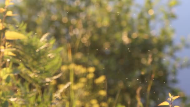 Vliegende Insecten Muggen Zomer Bos Achtergrond — Stockvideo