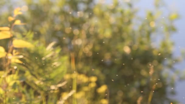 夏の森の背景に飛ぶ昆虫ミッジ — ストック動画