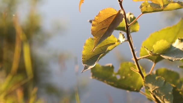 Insetti Volanti Moscerini Sullo Sfondo Della Foresta Estiva — Video Stock