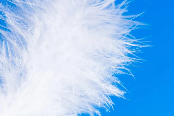 Feather close-up macro on blue background