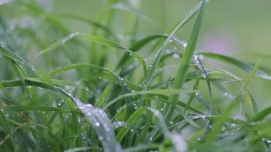 Yeşil çimenlerin üzerine düşen yağmur suyu. Şiddetli yağmur. Bulanık Arka Plan