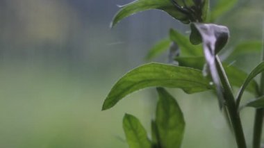 Yeşil çimenlerin üzerine düşen yağmur suyu. Şiddetli yağmur. Bulanık Arka Plan