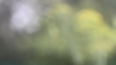 Doğal arka planda şiddetli yağmur. Yağmur damlası düşüyor