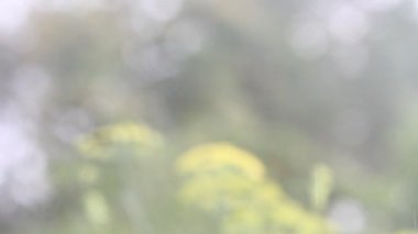 Doğal arka planda şiddetli yağmur. Yağmur damlası düşüyor
