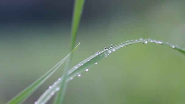 Дождевая Вода Падает Зеленую Траву Сильный Дождь Размытый Фон — стоковое видео