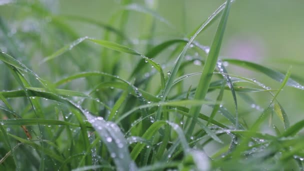 緑の草の上に雨水が降る ぼやけた背景 — ストック動画