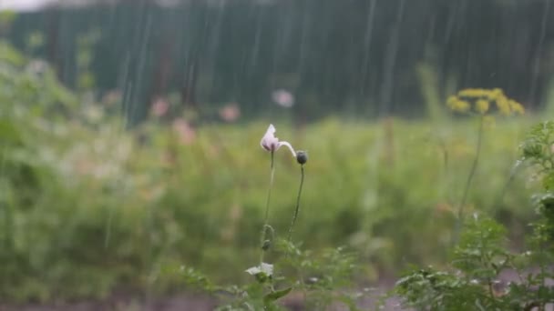 Dešťové Vody Padaly Zelenou Trávu Těžký Déšť Rozmazané Pozadí — Stock video