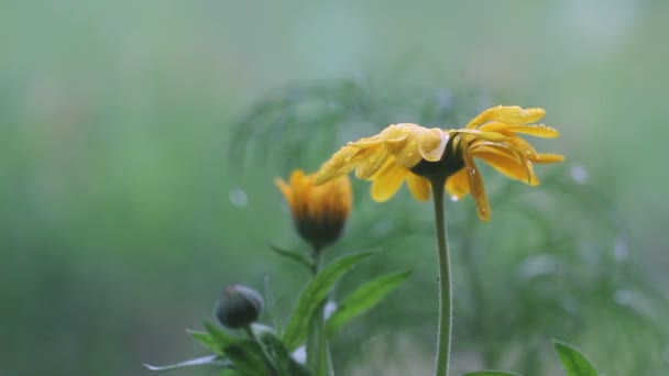 Eau Pluie Tombant Sur Herbe Verte Fortes Pluies Fond Flou — Video