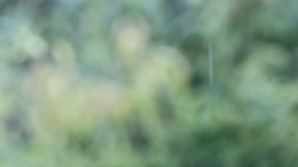 Fuertes Lluvias Sobre Fondo Natural Caída Lluvia — Vídeo de stock