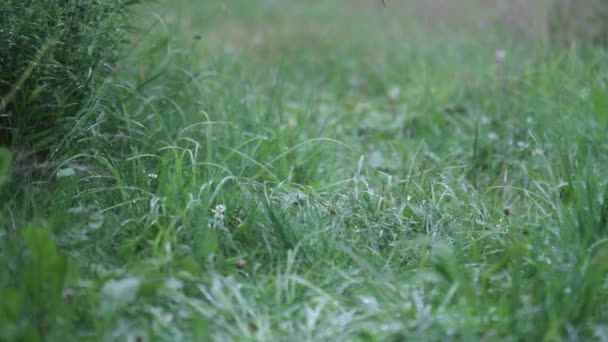 Woda Deszczowa Spada Zieloną Trawę Ciężki Deszcz Niewyraźne Tło — Wideo stockowe