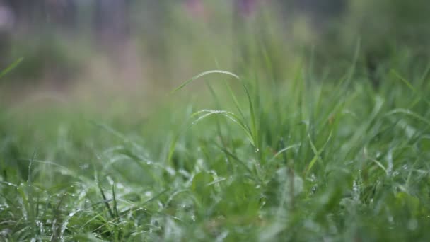Regnvatten Faller Grönt Gräs Kraftigt Regn Suddig Bakgrund — Stockvideo