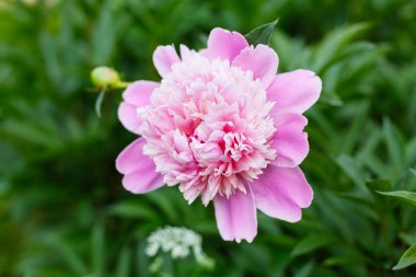 Tam bir çiçek muhteşem pembe şakayık