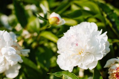 Tam bir çiçek muhteşem beyaz şakayık