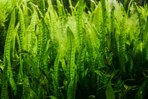 Szczegóły dotyczące alg akwariowych lub zielonych wodorostów — Zdjęcie stockowe