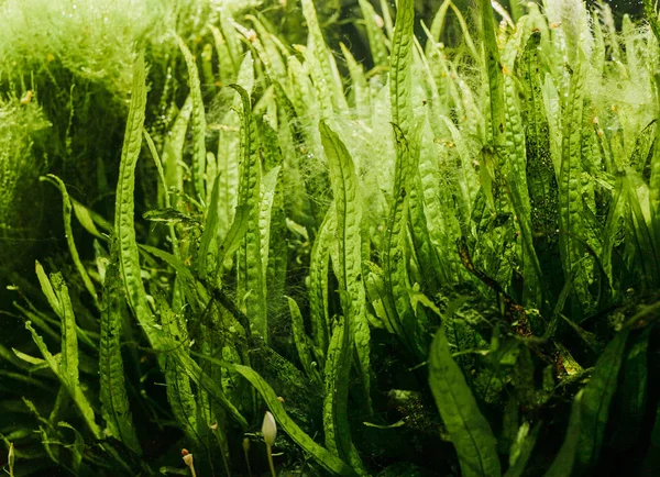 Details van aquarium algen of groen zeewier — Stockfoto