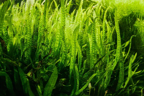 Dettagli di Alghe dell'acquario o alghe verdi — Foto Stock