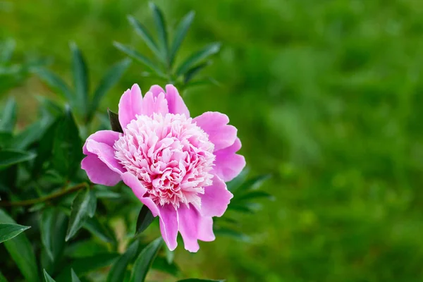 Linda peônia rosa em uma flor cheia — Fotografia de Stock