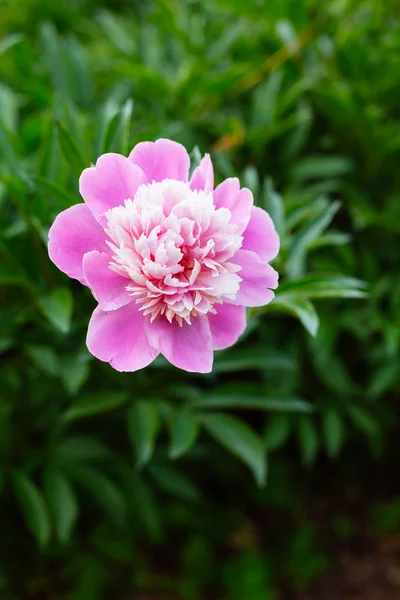 Linda peônia rosa em uma flor cheia — Fotografia de Stock