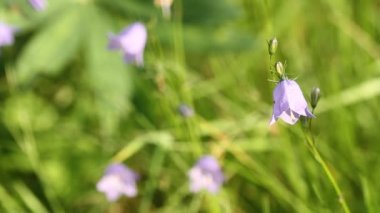 Campanula rotundifolia veya çan çiçek rüzgarda salça