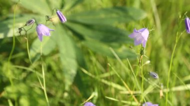 Campanula rotundifolia veya çan çiçek rüzgarda salça