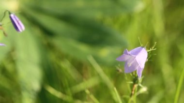 Campanula rotundifolia veya çan çiçek rüzgarda salça
