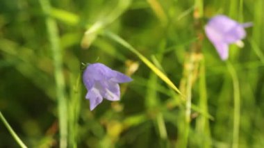 Campanula rotundifolia veya çan çiçek rüzgarda salça