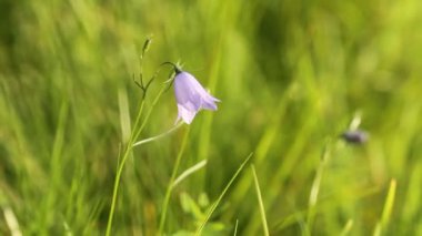Campanula rotundifolia veya çan çiçek rüzgarda salça