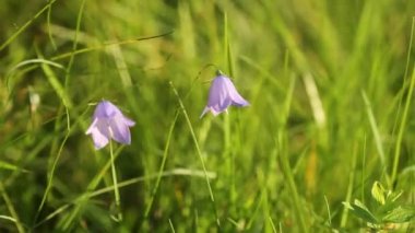Campanula rotundifolia veya çan çiçek rüzgarda salça