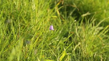 Campanula rotundifolia veya çan çiçek rüzgarda salça