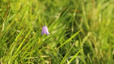 Campanula rotundifolia veya çan çiçek rüzgarda salça