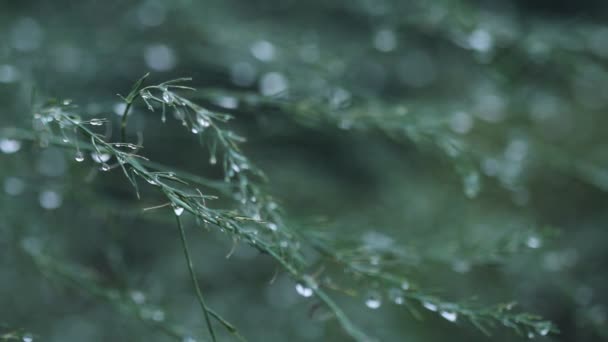 植物与大自然的雨散脱背景模糊滴和去焦点的圆形粒子 — 图库视频影像