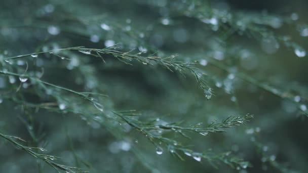 植物与大自然的雨散脱背景模糊滴和去焦点的圆形粒子 — 图库视频影像