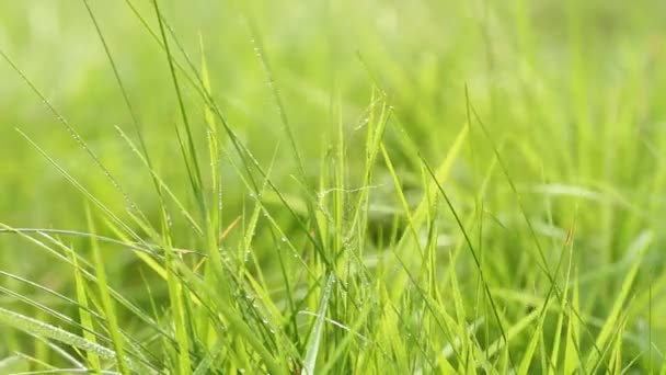 Herbe verte fraîche se balançant sur le vent, macro shot 