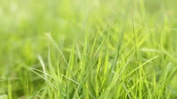 Fresh Green Grass Swaying Wind Macro Shot — Stock Video