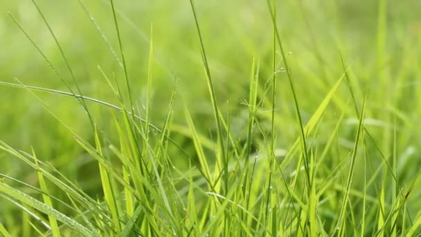 Herbe verte fraîche se balançant sur le vent, macro shot 