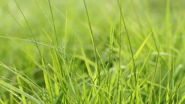 Fresh Green Grass Swaying Wind Macro Shot — Stock Video