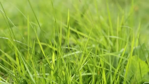 Grama Verde Fresca Balançando Vento Tiro Macro — Vídeo de Stock