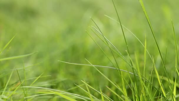 Fresh Green Grass Swaying Wind Macro Shot — Stock Video