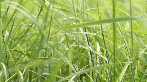 Świeża Zielona Trawa Kołysząc Się Wietrze Makro Strzał — Wideo stockowe