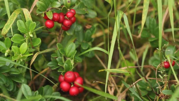 Cowberry Bushes Ripe Forest Berries — Stock Video