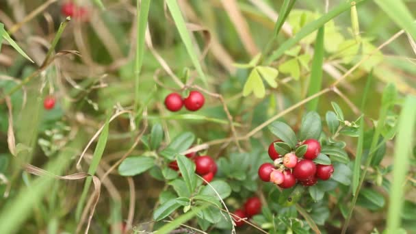 Cowberry Θάμνους Των Ώριμων Κόκκινων Μούρων — Αρχείο Βίντεο